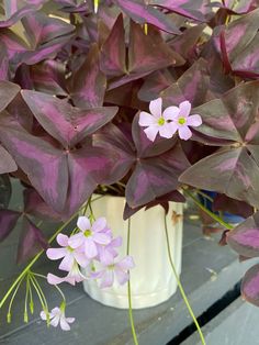 purple flowers are in a white vase on a table next to green leaves and other plants