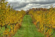 an image of a field that is full of trees with yellow leaves on the branches