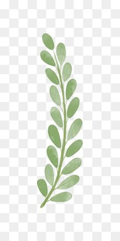 a green leaf on a white background png and psd with no background, transparent