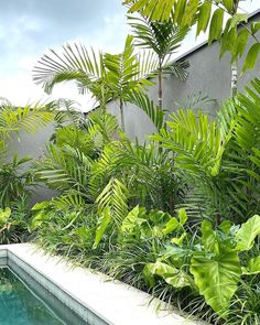 an outdoor swimming pool surrounded by lush green plants and palm trees, next to a concrete wall