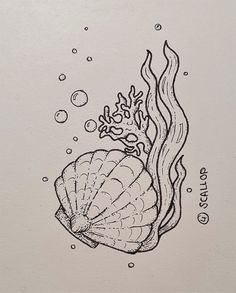 an ink drawing of a sea shell and coral