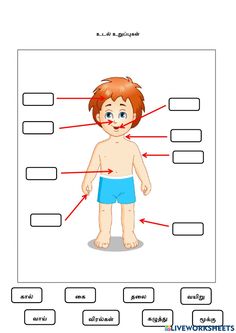 the parts of a human body worksheet for kids with pictures and words on it