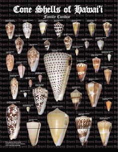 a poster with different types of sea shells on it's sides and the words, one shell of babati