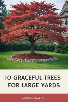 a red tree with the words 10 graceful trees for large yards in front of it