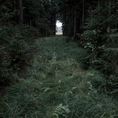 an empty path in the middle of a forest