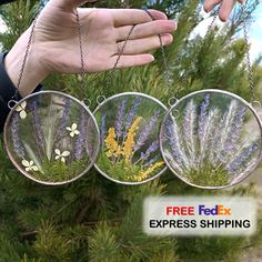 the person is holding three glass plates with flowers on them, hanging from chains in front of a pine tree