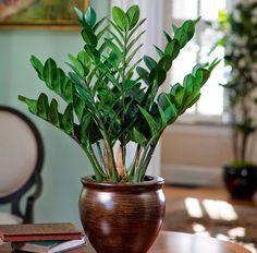 a potted plant sitting on top of a wooden table next to a book and chair