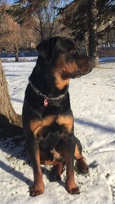 a large black and brown dog sitting in the snow next to a tree on a sunny day