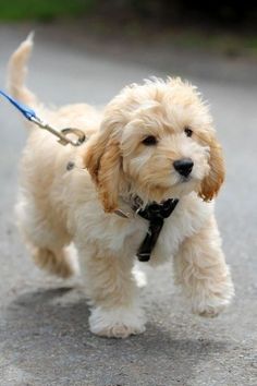 a small white dog with a leash on it's neck walking down the street