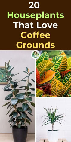 houseplant care, indoor gardening, coffee ground fertilizer, plant 
nutrition, organic gardening, sustainable gardening, plant health, natural 
fertilizers, gardening tips, plant growth, coffee grounds for plants, soil 
enrichment, plant food, eco-friendly gardening, plant nutrients, gardening 
hacks, sustainable living, green living, plant care tips, natural gardening 
techniques Fern Indoor Plant Decor, Indoor And Outdoor Plants, Houseplant Pots Ideas, Coffee Loving Plants, House Plants Indoor Decor Ideas, Coffee Grounds For Plants Indoor, Coffee For Plants Houseplant, Decorating With Houseplants, Plants That Love Coffee Grounds