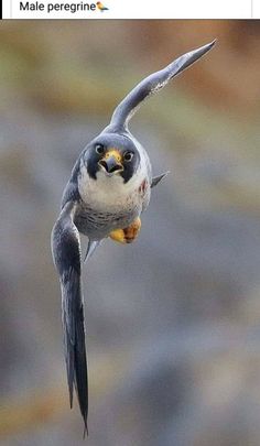 a bird flying through the air with it's wings spread out and its beak open