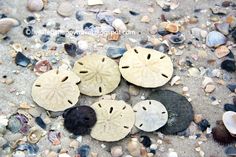 four sand dollars sitting on top of a sandy beach next to shells and seashells