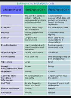 the differences between eukartic and prokartic cells in each other's life cycles