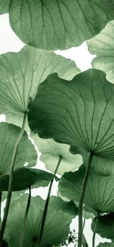 large green leaves are hanging from the ceiling