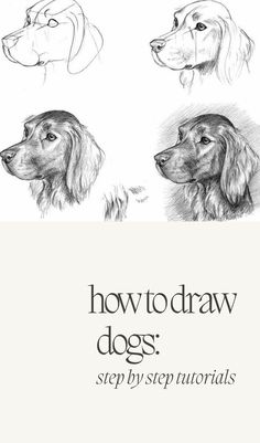 how to draw dogs step - by - step instructions for beginners and advanced drawing