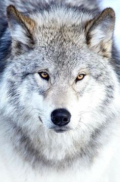 a close up of a wolf looking at the camera