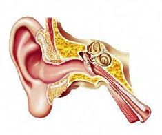 Inner Ear Diagram, Ear Diagram, Ear Tubes, Ear Anatomy, Human Tissue, Sensory System, Middle Ear, Human Organ, Human Ear