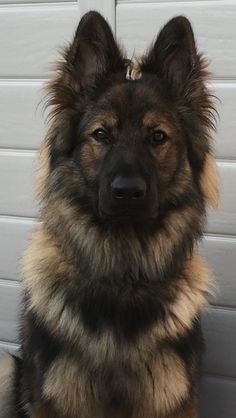 a german shepherd dog sitting in front of a garage door looking at the camera with an alert look on its face