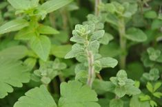 some green plants with leaves on them