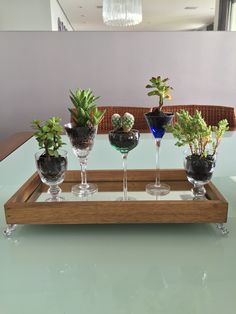 four wine glasses with plants in them on a tray sitting on a glass table top