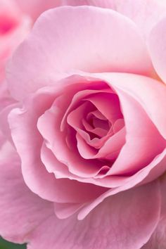 a pink rose is blooming in the middle of it's flower head and petals