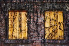 two windows with vines growing on them in front of a brick wall that has been gutted