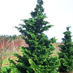 a group of trees that are next to each other in the grass and dirt area