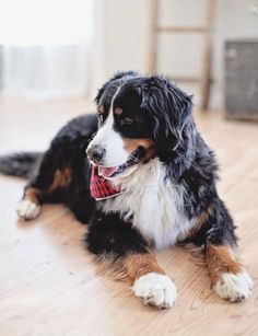 a black and white dog laying on top of a wooden floor