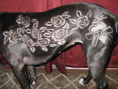 a large black dog standing on top of a carpet next to a red curtain with roses painted on it