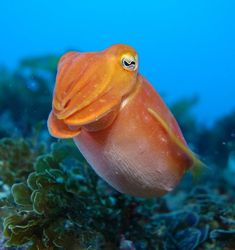 an orange fish with yellow eyes is swimming on the ocean floor in front of corals