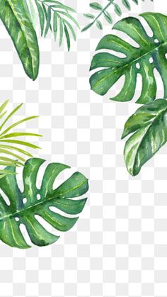 watercolor painting of green leaves and plants on a white background, hd png