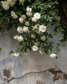 white roses are growing on the side of an old, cracked wall with peeling paint