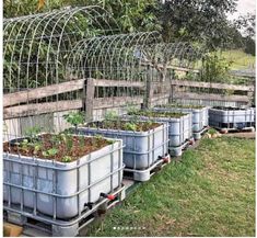 several plastic containers with plants growing in them