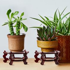 three potted plants sit on small wooden stools