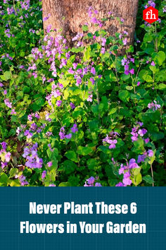 If you're planning a flower garden, don't be fooled into planting these 6 beautiful but troublesome species of flowers. #flowers #landscapingtips #gardeningtips #gardening Purple Loosestrife, Woodland Plants, Invasive Plants, Backyard Inspiration, Flowering Plants, Landscaping Tips, Pretty Plants