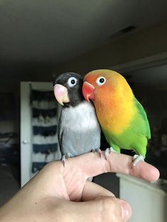 two colorful birds sitting on top of a persons hand