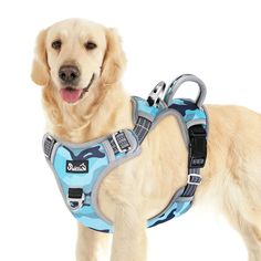 a dog wearing a blue camo harness