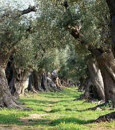 an olive grove with lots of trees in the foreground and green grass on the ground