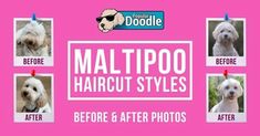 multiple pictures of dogs with the words maltipo haircut styles before and after photos