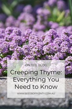 purple flowers with the words on the blog creeping thye everything you need to know