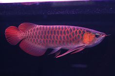 a red fish is swimming in an aquarium