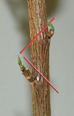 two birds perched on the branches of a tree with red and white arrows pointing to each other