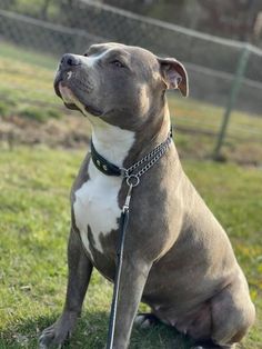 a gray and white dog sitting in the grass