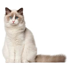 a white cat with blue eyes sitting down