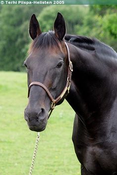 a black horse standing on top of a lush green field