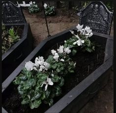 two black planters with white flowers in them sitting on the ground next to each other