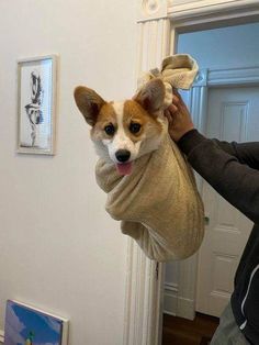 a person holding a dog wrapped in a towel