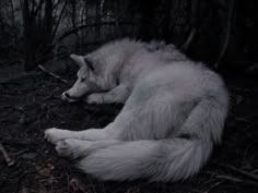 a white wolf laying on the ground next to some trees and branches in black and white