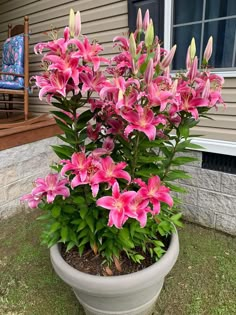 a potted plant with pink flowers in front of a house