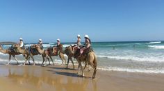 four people are riding camels on the beach near the water's edge while others swim in the ocean behind them